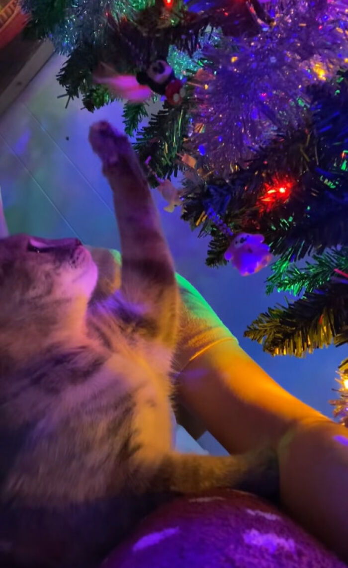 Cat reaching out to a decorated Christmas tree, experiencing the holiday with curious and adorable reactions.