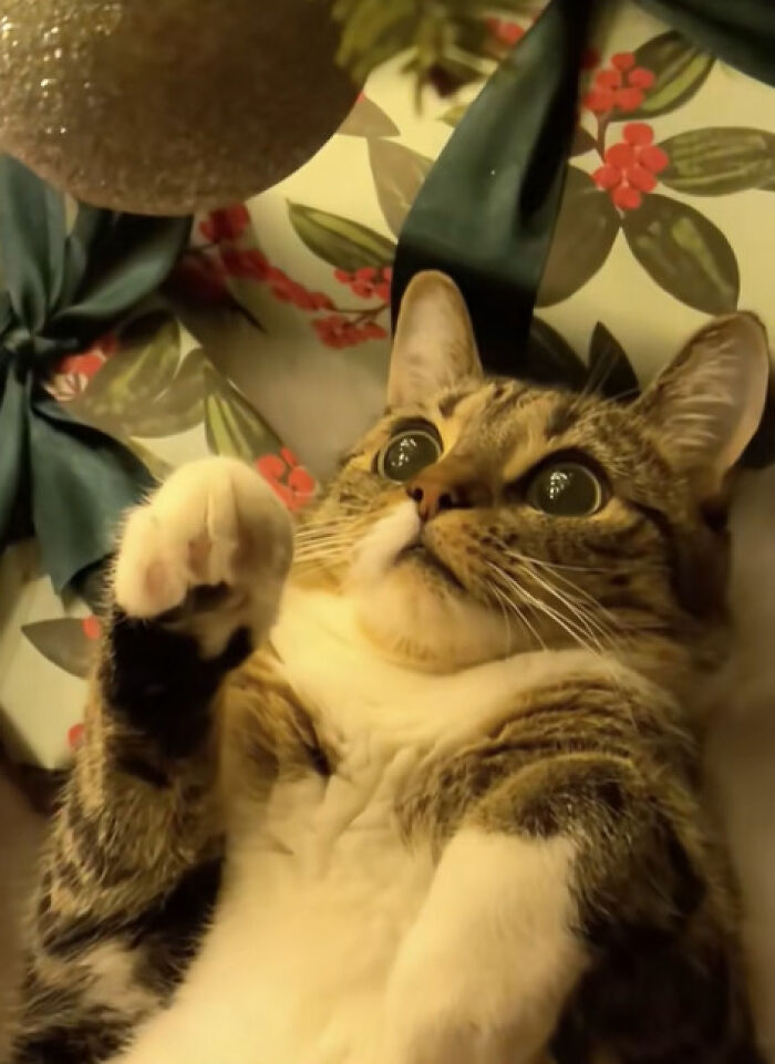 Cat experiencing Christmas for the first time, wide-eyed with adorable reaction near festive decorations and gift wrapping.