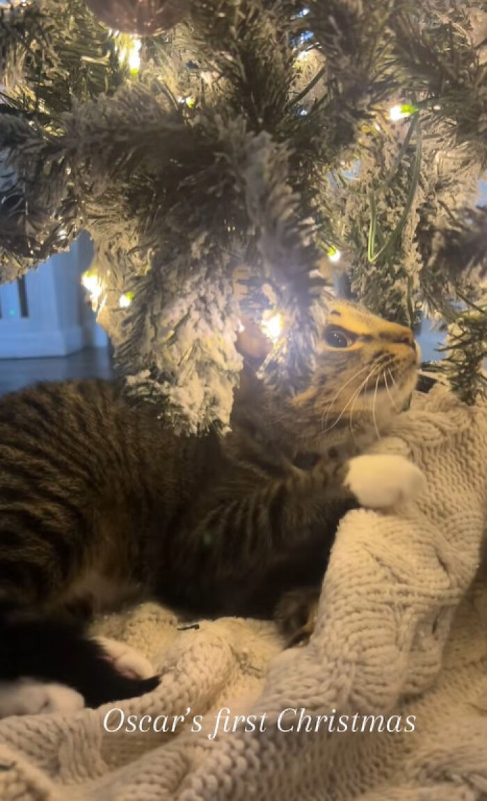 Tabby cat experiencing Christmas for the first time, exploring holiday lights and decorations under a Christmas tree.