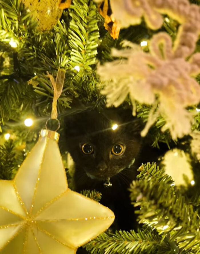 Black cat experiencing Christmas for the first time, nestled within a decorated Christmas tree with lights and ornaments.