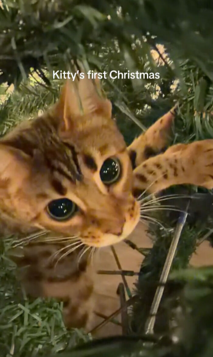 Curious cat experiencing Christmas tree for the first time with wide eyes and playful paws among the branches.