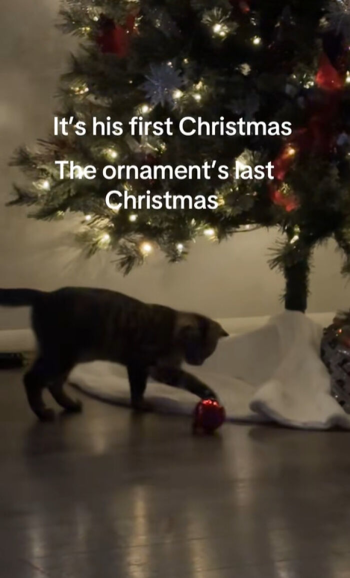 Cat experiencing Christmas for the first time, playing with a red ornament under a decorated and lit Christmas tree.