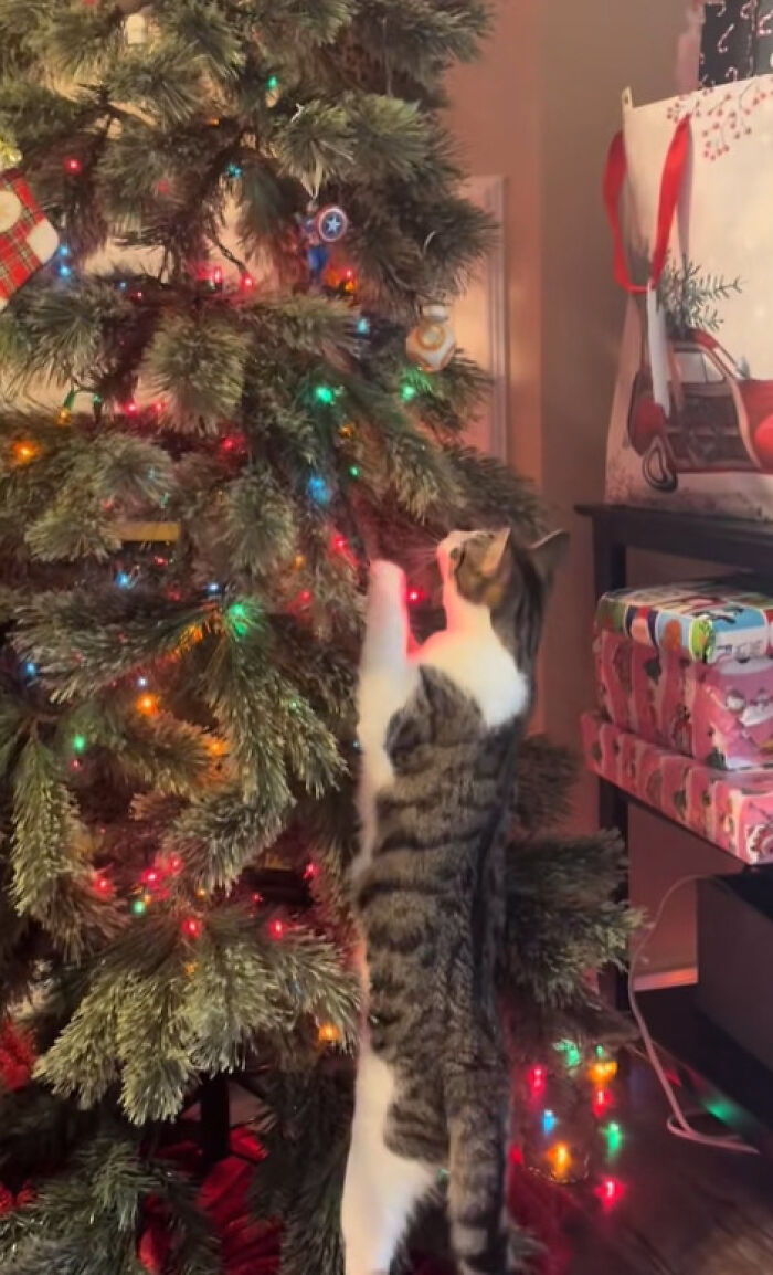 Tabby cat experiencing Christmas for the first time, reaching up to touch colorful lights on a decorated Christmas tree.
