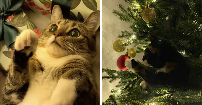 People Are Capturing Their Cats’ First Christmas And These 50 Pics Are Unbearably Cute