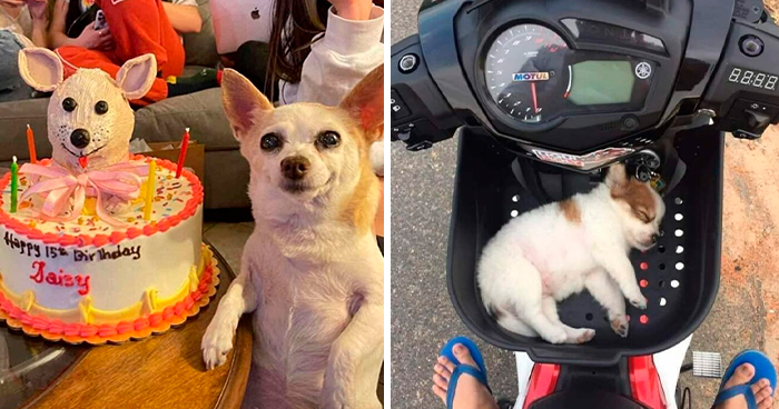 People Are Sharing Their Cute Dog Pics And The Internet Thanks Them For These 78 Snaps
