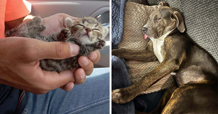 50 Adopted Pets That Are Already Chilling In Their New Homes (November Edition)