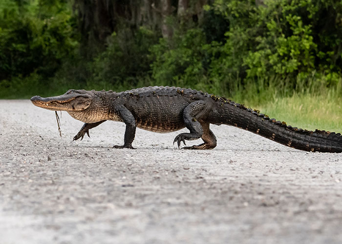 Alligator crossing a gravel road in a forested area, illustrating survival hacks that can be dangerous in the wild.