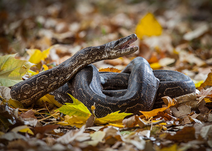Coiled snake on autumn leaves illustrating survival hacks that can be dangerous and unsafe in outdoor situations.