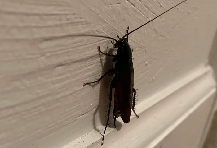 Close-up of a cockroach on a white wall, illustrating disturbing things found in homes of seemingly normal people.