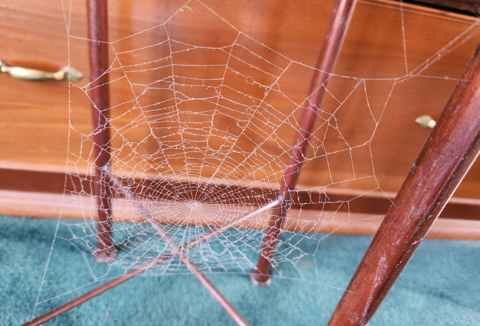Close-up of a dusty spider web in a corner of a home, showing one of the disturbing things found in normal houses.
