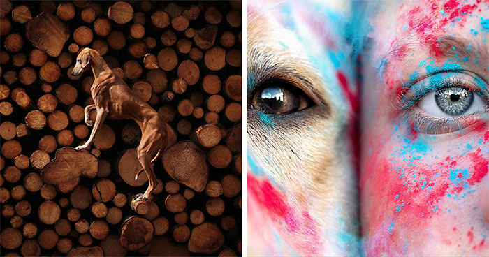 40 Incredible Dog Photos That Stole The Spotlight At The Pet Photography Awards