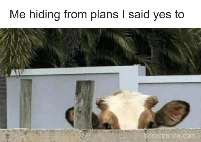 Cow peeking over a wall, humorously illustrating memes that make you forget what you were stressed about.