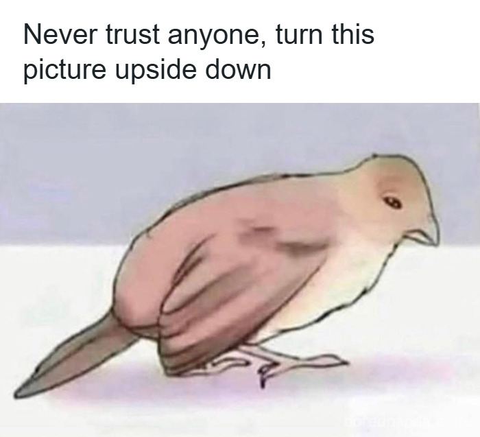Bird illustration with caption suggesting to turn the picture upside down, part of hilarious memes to relieve stress.