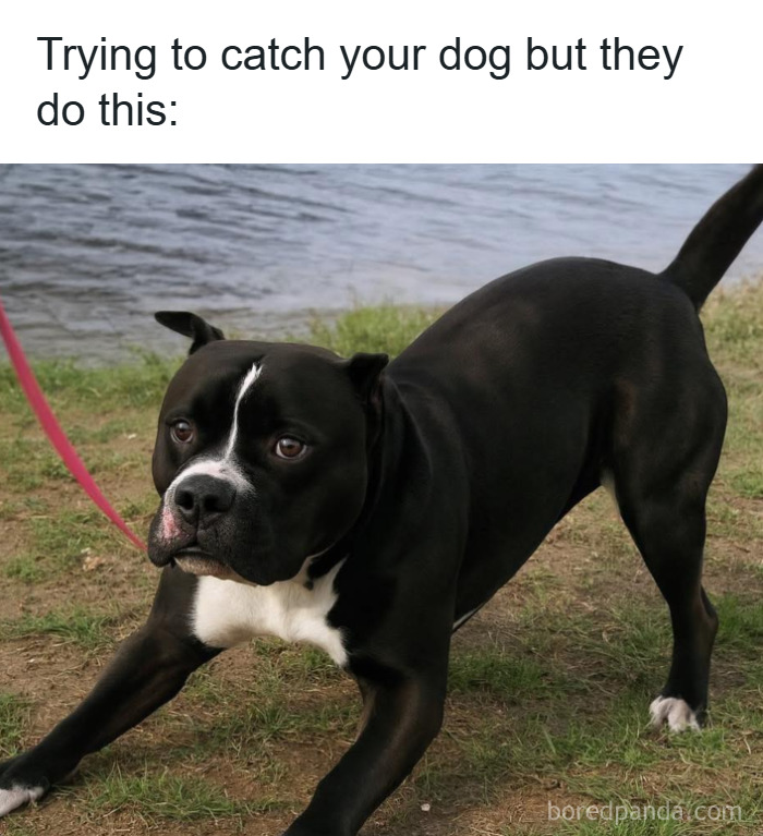 Black and white dog in playful stance by water, illustrating one of the hilarious memes that make you forget stress.