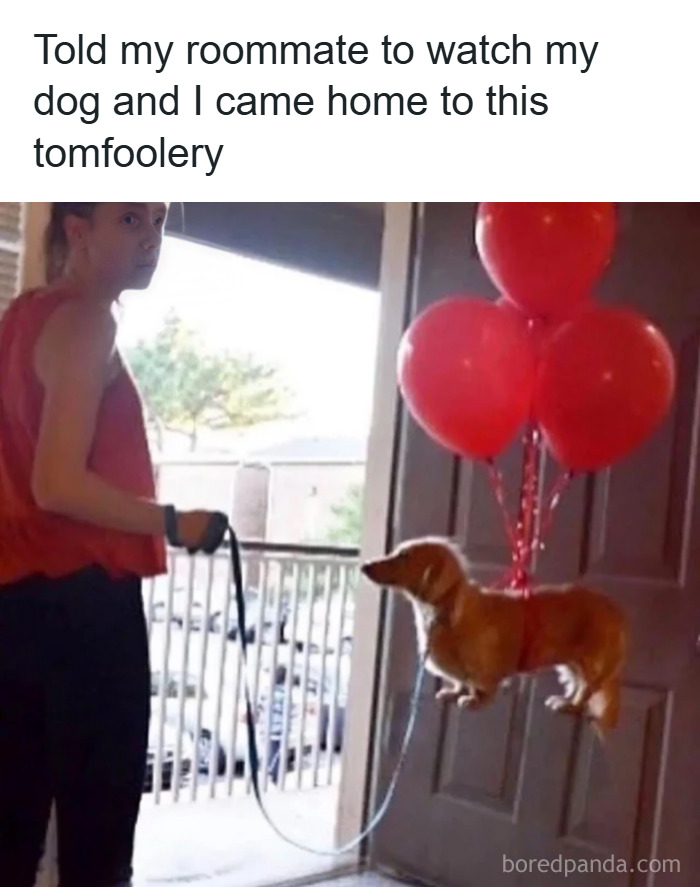Person holding a dog attached to red balloons, showcasing one of the weirdest math problems solved creatively.