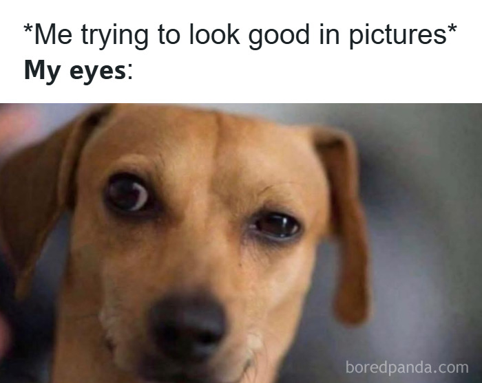 Dog with funny crossed eyes illustrating hilarious memes that make you forget stress and laugh out loud.