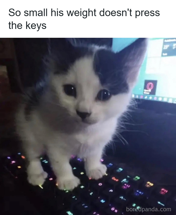 Kitten standing on a colorful keyboard illustrating one of the weirdest math problems people were asked to solve.