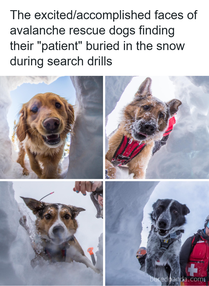 Four close-up photos of happy avalanche rescue dogs in snow, showing hilarious moments that ease stress and bring joy.