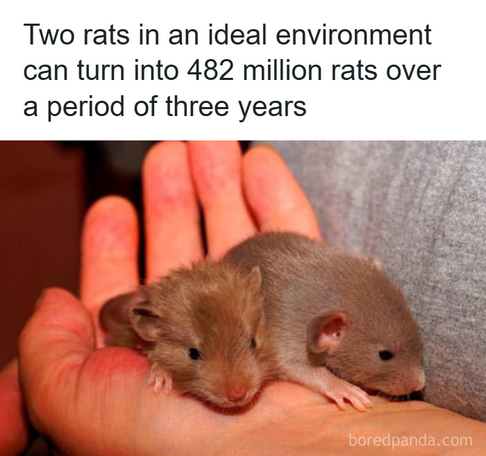 Two baby rats resting on a hand illustrating a weird math problem about exponential rat population growth.