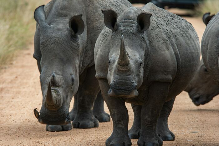 Two rhinos standing on a dirt path in nature, illustrating examples of instant karma with powerful wildlife imagery.