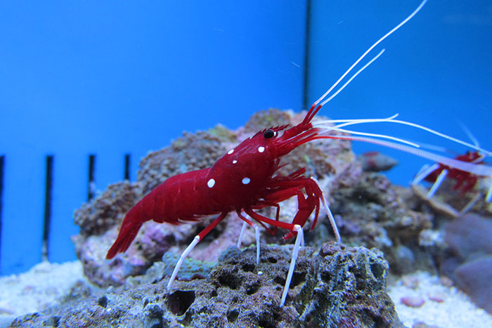 Red shrimp with white spots and long antennae on coral in an aquarium showcasing interesting facts about animals.
