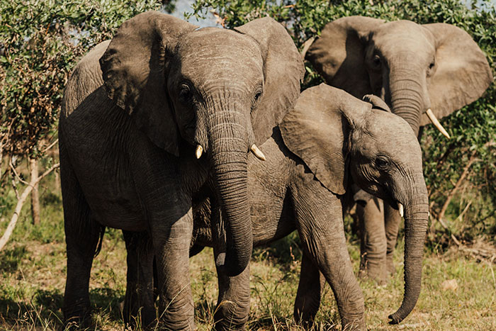 Three elephants standing together in a natural habitat, showcasing interesting facts about animals in the wild.