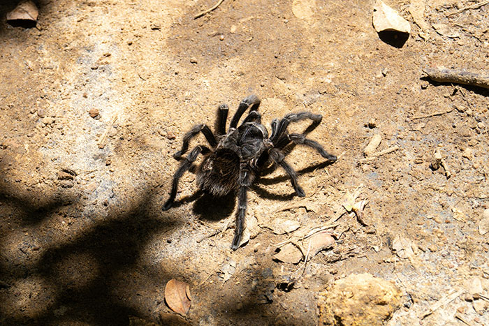 Tarantula spider on dry ground, illustrating fascinating animal facts and unique wildlife behavior in nature.