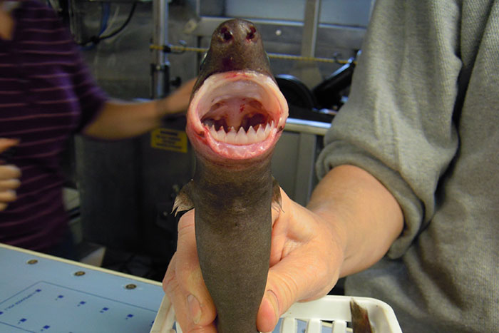 Close-up of an unusual animal with sharp teeth held by a person, showcasing interesting facts about animals.