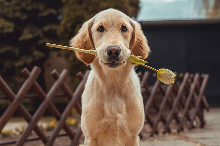 “Cats Can Recognize Their Owner’s Voice, Face, And Even Footsteps”: 50 Interesting Animal Facts