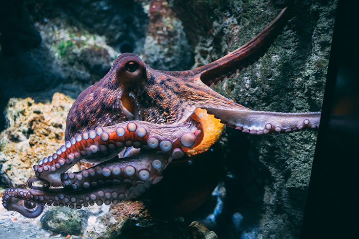 Close-up of an octopus showing its tentacles and suction cups against a rocky underwater background, animal facts theme.