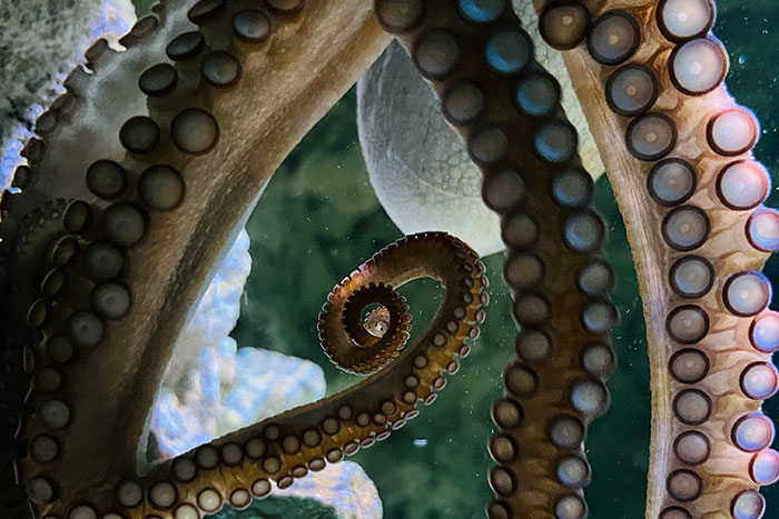 Close-up of octopus tentacles with suction cups showcasing unique animal features for interesting facts about animals.