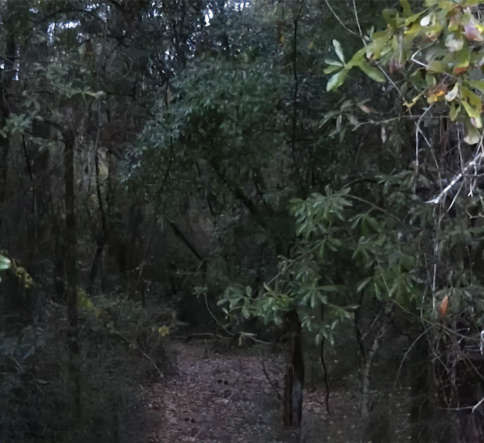 Dense dark forest with leafy green trees and a narrow dirt path in a secluded wooded area at dusk.