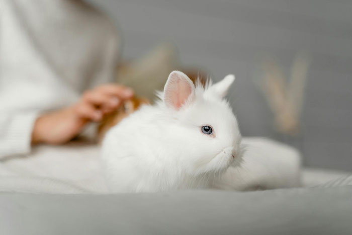 White bunny resting on soft surface with owner&rsquo;s hand blurred in background, highlighting bunny care and trust issues.