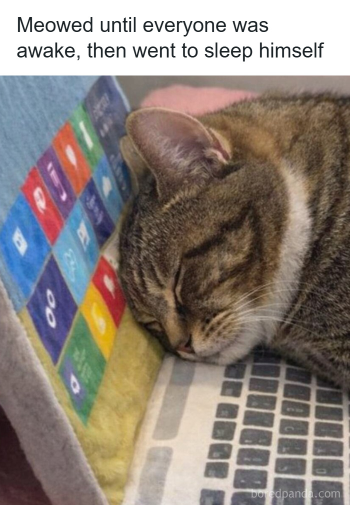 Sleeping tabby cat resting its head on a laptop keyboard, featured in a collection of animal memes for pet owners.