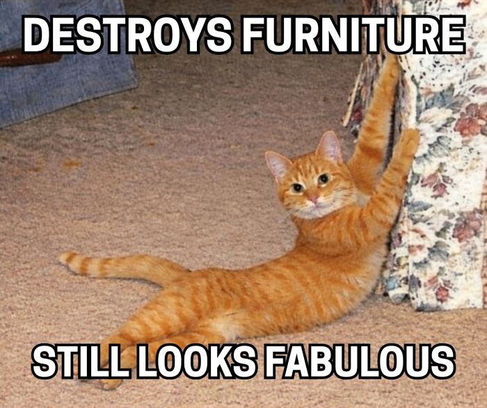 Orange tabby cat clawing furniture with text about destroying furniture and looking fabulous, a funny animal meme.