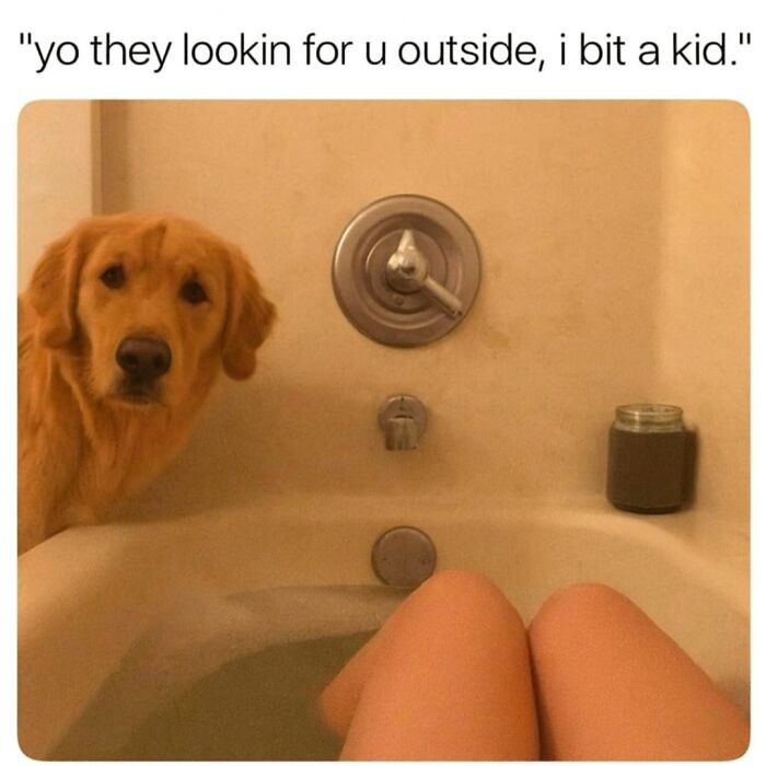 Golden retriever peeking into bathtub with person inside, a relatable animal meme to scroll through while your pet is sleeping.