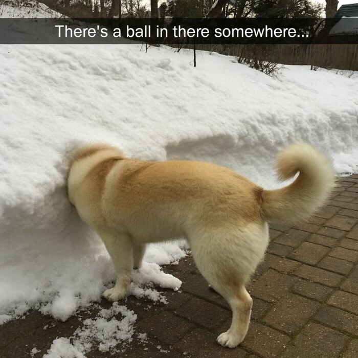 Light brown dog digging in snowbank searching for a ball, a funny animal meme perfect for scrolling while pets are sleeping.