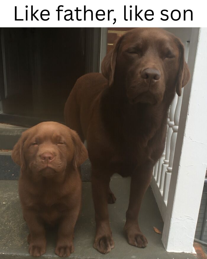 Two brown dogs with eyes closed sitting side by side, a puppy and an adult dog, capturing animal memes and pet moments.