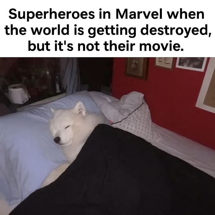 A white dog sleeping comfortably in a bed covered with blankets, illustrating animal memes for pet owners.