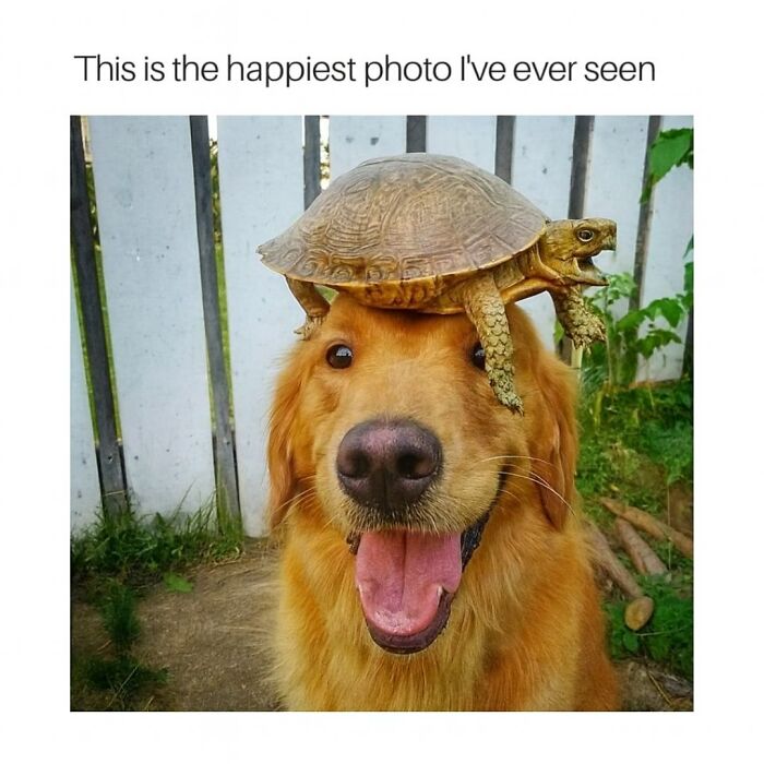Happy golden retriever with tongue out and a turtle on its head in a garden, funny animal memes moment.