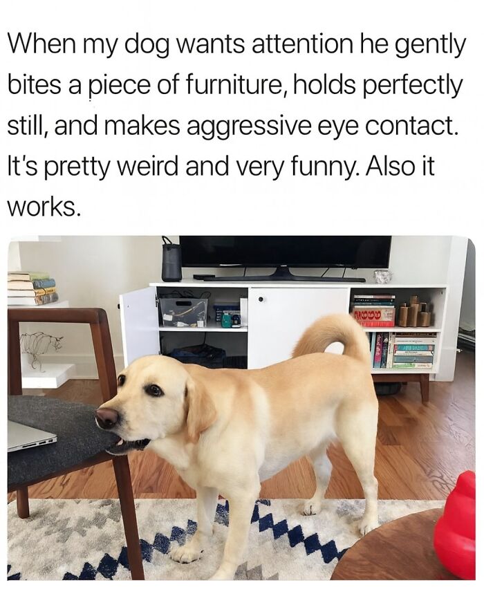 Dog gently biting furniture for attention, making aggressive eye contact, a funny moment among popular animal memes.