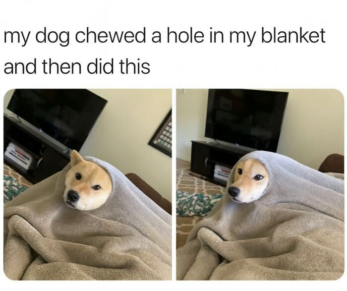 Dog wrapped in a blanket with a hole, creating a funny animal meme while the pet is resting on the couch.