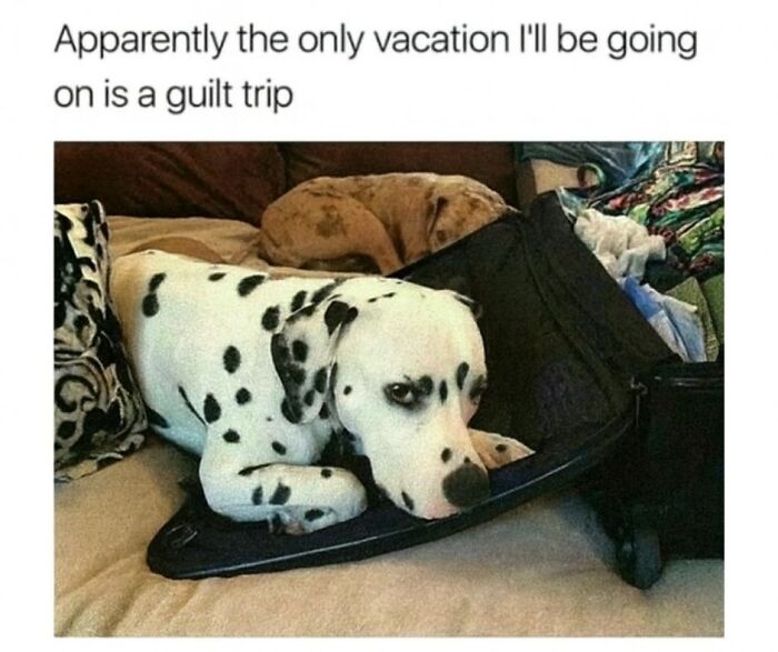 Dalmatian dog lying on an open suitcase with a caption about going on a guilt trip, part of popular animal memes.