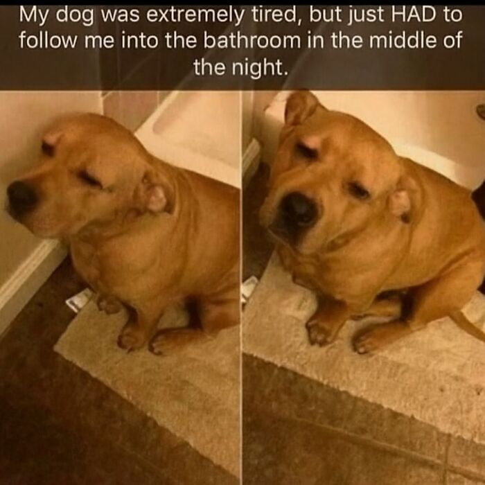 Tired dog reluctantly following owner into bathroom at night, capturing relatable animal memes for pet owners to enjoy.