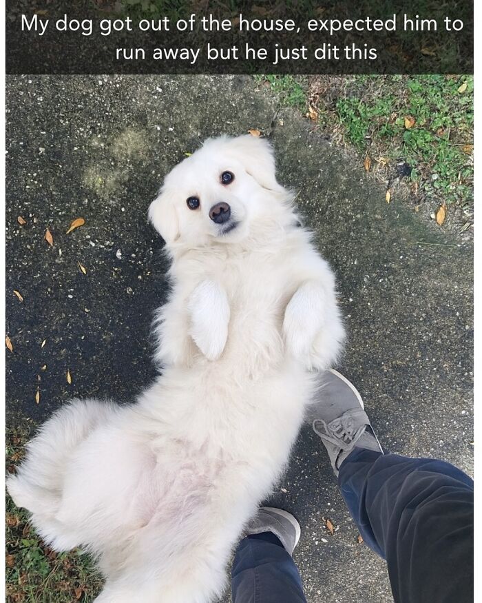 White fluffy dog lying on its back beside person's feet on pavement, a funny animal meme for scrolling while pets sleep.