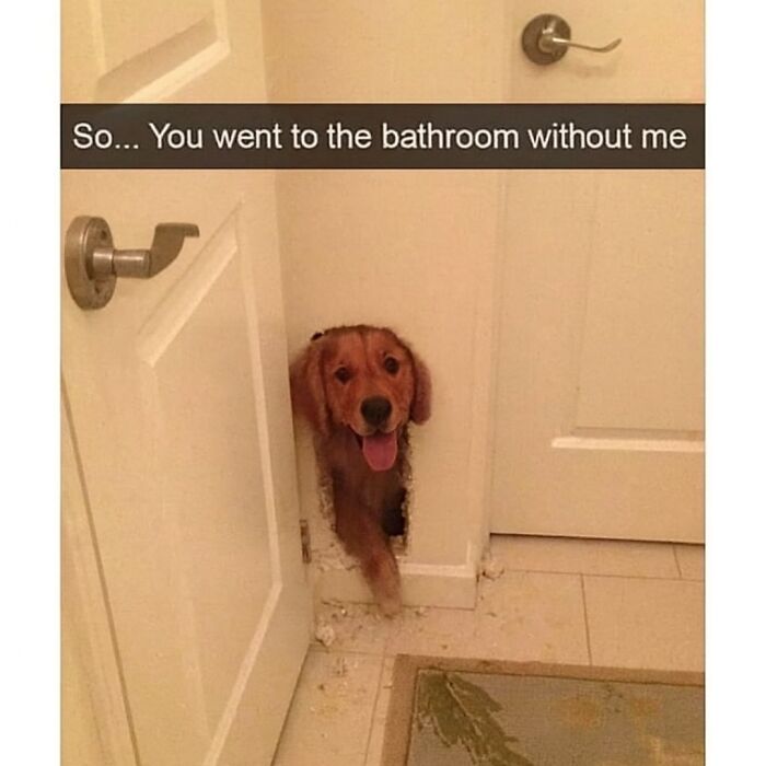 Dog peeking through a hole scratched in the wall by bathroom door, a funny animal meme for pet owners.