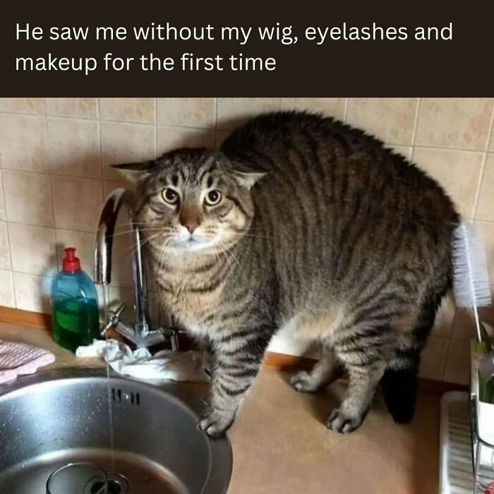 Tabby cat in a kitchen near a sink, looking surprised, included in animal memes to scroll through while your pet is sleeping.