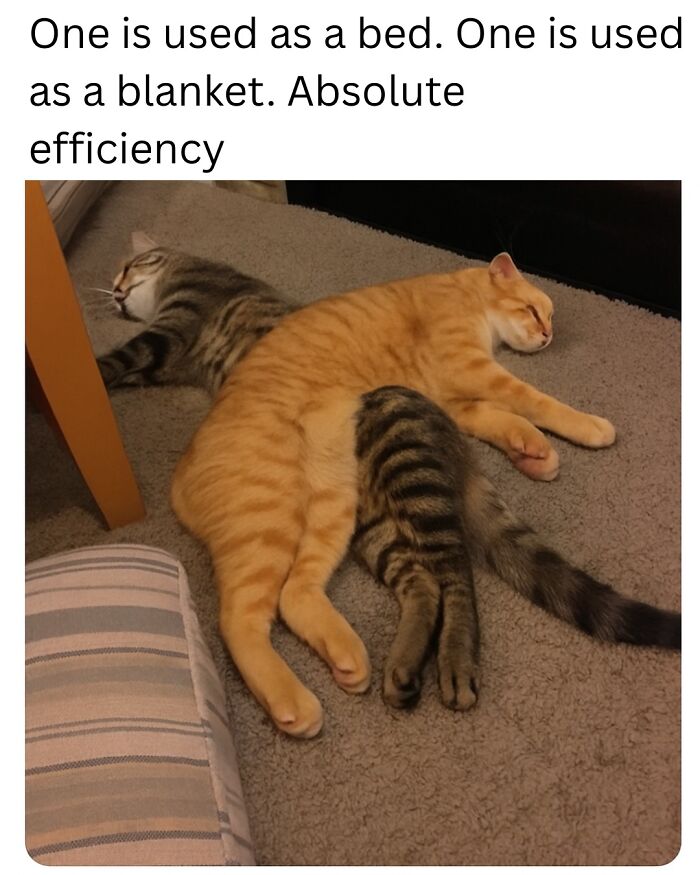 Two cats sleeping together showing cozy efficiency in a cute animal memes collection to scroll through.