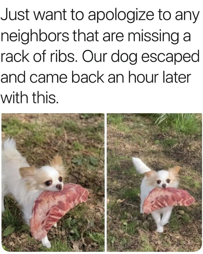 Small dog carrying a large rack of ribs outdoors, a funny animal meme perfect for scrolling while your pet is sleeping.