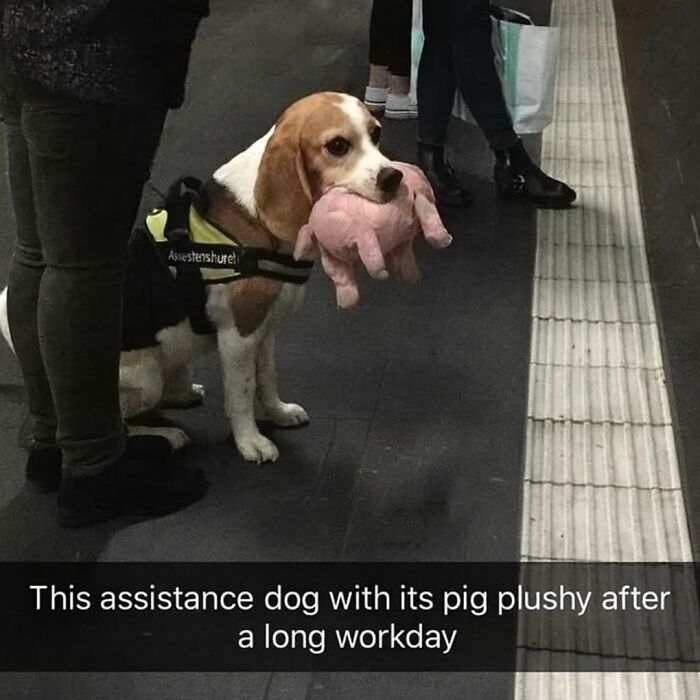 Assistance dog holding a pig plush toy, waiting at a station with people nearby in an animal memes context.